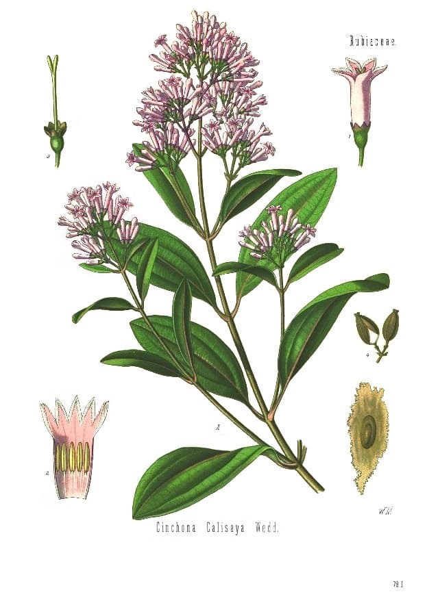 Botanical plate of Cinchona calisaya in flower, from Köhler's Medizinal-Pflanzen, 1887